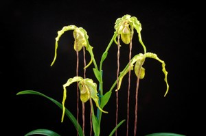 Phragmipedium caudatum Wizard of Oz AM/AOS 83 pts. mult flowers